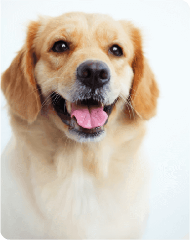 Publicá una mascota